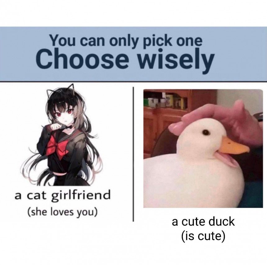 Choose Wisely A Cat Girlfriend Meme Template - Meme Templates